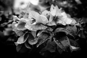 klynge, 2019, (fotografi) af Alex Caminker