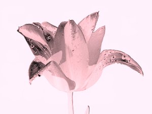 krystalrosa blomst, 2019, (fotografi) af Alex Caminker