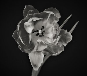 blomstens geometri, 2019, (fotografi) af Alex Caminker