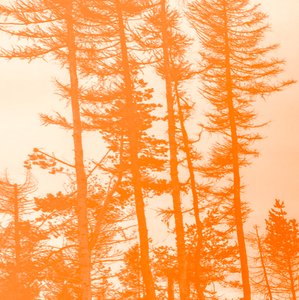 hvis træerne var orange, 2019, (collage) af Alex Caminker