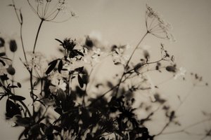 naturlige dekorationer, 2019, (fotografi) af Alex Caminker