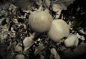 naturlige objekter, 2019, (fotografi) af Alex Caminker