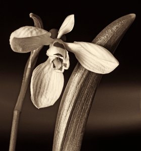 naturens komposition, 2019, (fotografi) af Alex Caminker