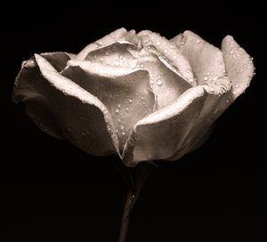 rose, 2019, (fotografi) af Alex Caminker
