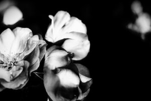 ømhed, 2019, (fotografi) af Alex Caminker