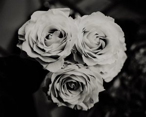 tre roser, 2019, (fotografi) af Alex Caminker