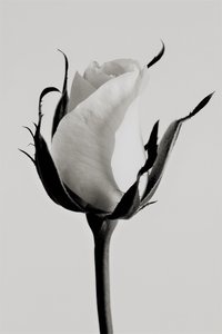 hvid rose, 2019, (fotografi) af Alex Caminker