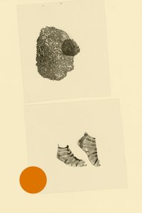 Hovedfod af Alexander Adiels