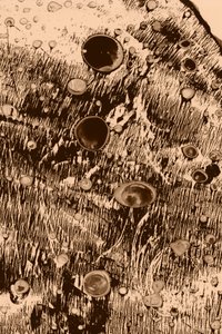 Ilt af Alexander Adiels