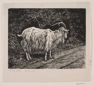 En gedebuk af Alexander Blom