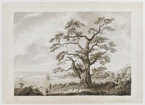 Tilføje. 15508, nr.4, Tree on the Tree Hill, Otaheite, fra 