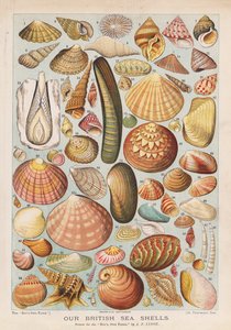 Britiske muslingeskaller (chromolitho)
