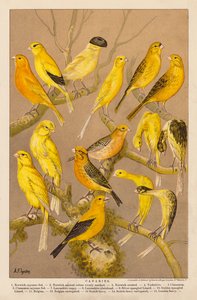 Kanariefugle (chromolitho) af Alexander Francis (after) Lydon