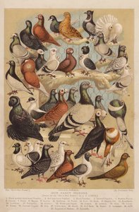 Duer (chromolitho) af Alexander Francis (after) Lydon