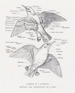 Diagram af en stær, der definerer en fugls terminologi (litho) af Alexander Francis Lydon