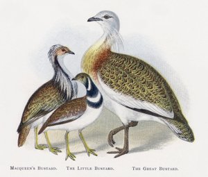 Macqueens Bustard, The Little Bustard, The Great Bustard af Alexander Francis Lydon