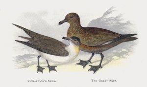 Richardsons Skua, Den Store Skua af Alexander Francis Lydon
