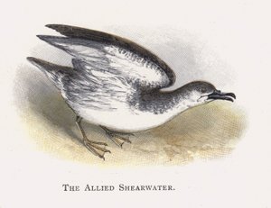 Den allierede Shearwater af Alexander Francis Lydon