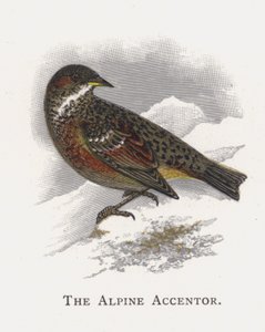 Alpine Accentor af Alexander Francis Lydon