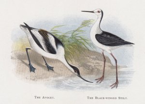 The Avocet, The Black-winged Stilt af Alexander Francis Lydon