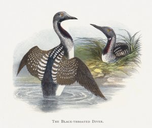 Der Prachttaucher von Alexander Francis Lydon