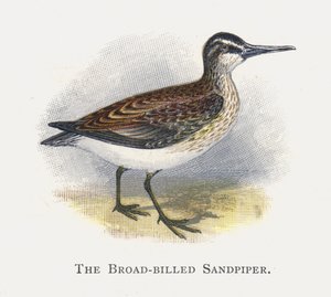Brednæbbet Sandpiper af Alexander Francis Lydon