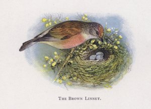 Den brune linnet af Alexander Francis Lydon