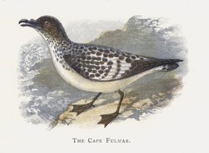 Kap fulmaren af Alexander Francis Lydon