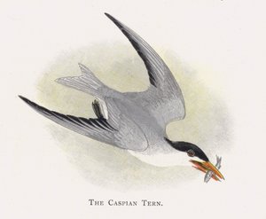 Den kaspiske tern af Alexander Francis Lydon