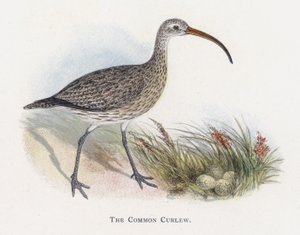 Den almindelige Curlew af Alexander Francis Lydon