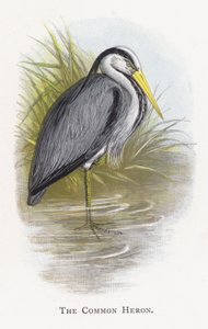 Den almindelige hejre af Alexander Francis Lydon