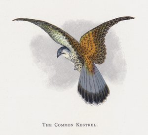 Almindelig Tårnfalk af Alexander Francis Lydon