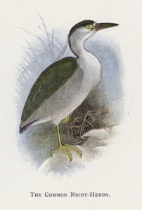 Den almindelige Nattehejre af Alexander Francis Lydon