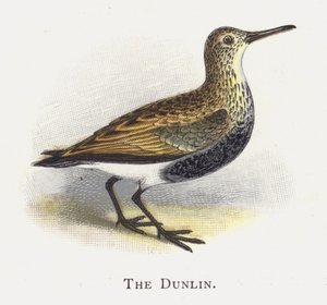 Dunlin af Alexander Francis Lydon