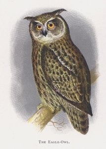 Ørneuglen af Alexander Francis Lydon