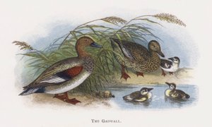 Gadwallen af Alexander Francis Lydon