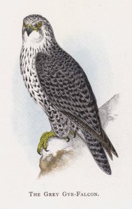 Den grå Gyr-falk af Alexander Francis Lydon