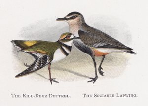 The Killdeer Dotterel, den selskabelige vibe af Alexander Francis Lydon