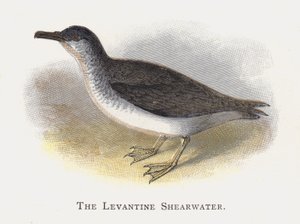 Den Levantinske Shearwater af Alexander Francis Lydon