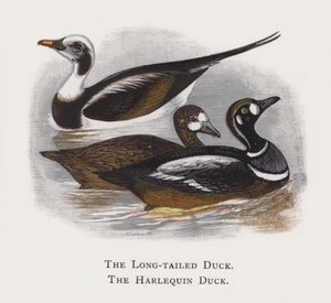 Langhaleanden, Harlekinanden af Alexander Francis Lydon