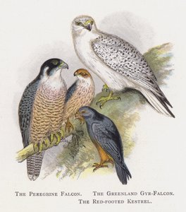 Vandrefalken, Grønlands Gyr-falk, Rødfodet Tårnfalk af Alexander Francis Lydon