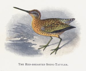 Rødbarmet Snipe-Tattler af Alexander Francis Lydon