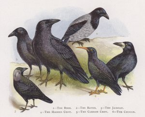 The Rook, The Raven, The Jackdaw, The Hooded Crow, The Carrion Crow, The Chough