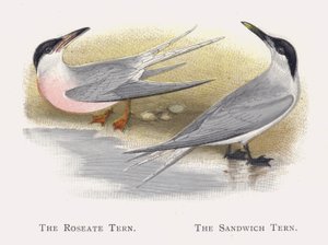 Roseatternen, Sandwichternen af Alexander Francis Lydon
