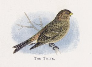 The Twite af Alexander Francis Lydon