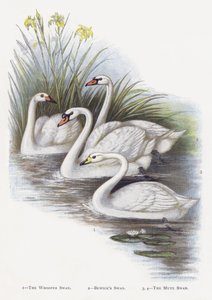 Sangsvanen, Bewicksvanen, Knopsvanen af Alexander Francis Lydon