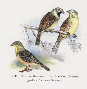 Den Gule Bunting, The Cirl Bunting, The Ortolan Bunting af Alexander Francis Lydon