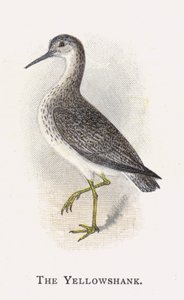 Gulbenet af Alexander Francis Lydon