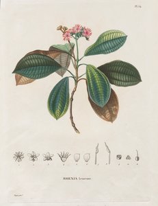 Rejse til jævndøgnsregionerne på det nye kontinent, lavet i årene 1709 til 1804: Monografi af Melastomaceae: nr. 54 af Alexander, Freiherr von Humboldt