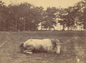 Is This Death - Antietam Battlefield, september 1862, 1862. af Alexander Gardner
